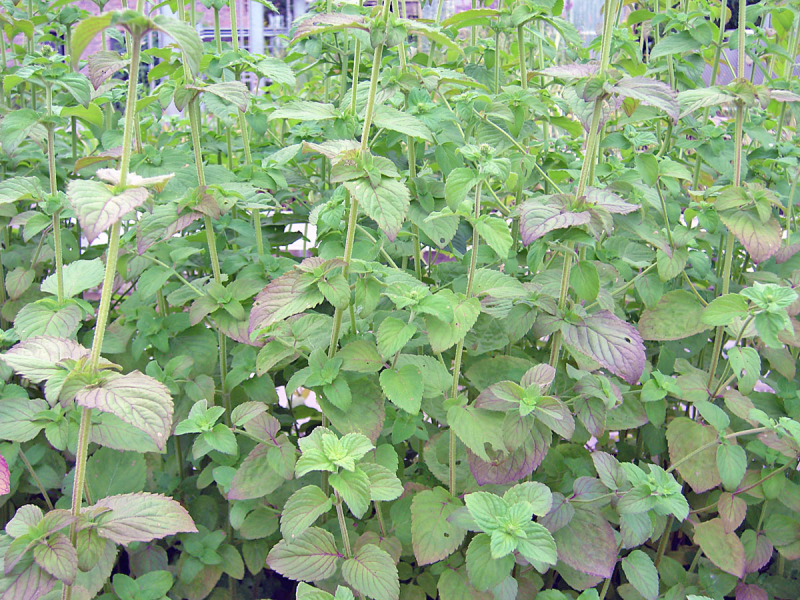 Mentha aquatica - Wasserminze